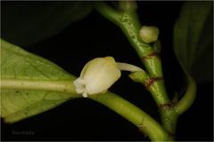 Rinorea bengalensis